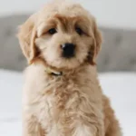 Goldendoodle 12