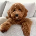 Goldendoodle 13