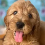 Goldendoodle 15