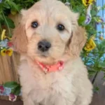 Goldendoodle 15