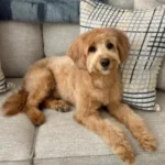 Goldendoodle 17