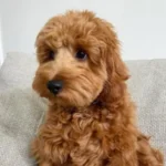 Goldendoodle 18
