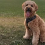 Goldendoodle 19