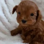 Goldendoodle 4