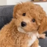 Goldendoodle 5