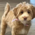 Goldendoodle 6