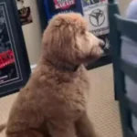 Goldendoodle 7
