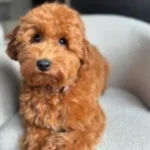 Goldendoodle 8