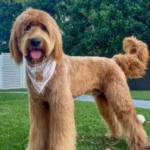 Goldendoodle 9
