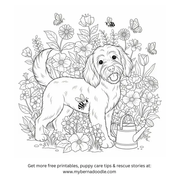Goldendoodle Drawings 1