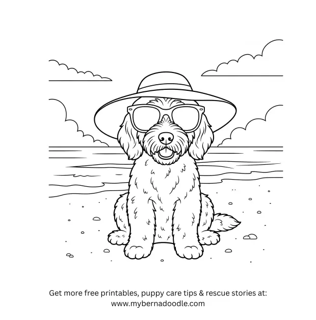 Goldendoodle Drawings 12