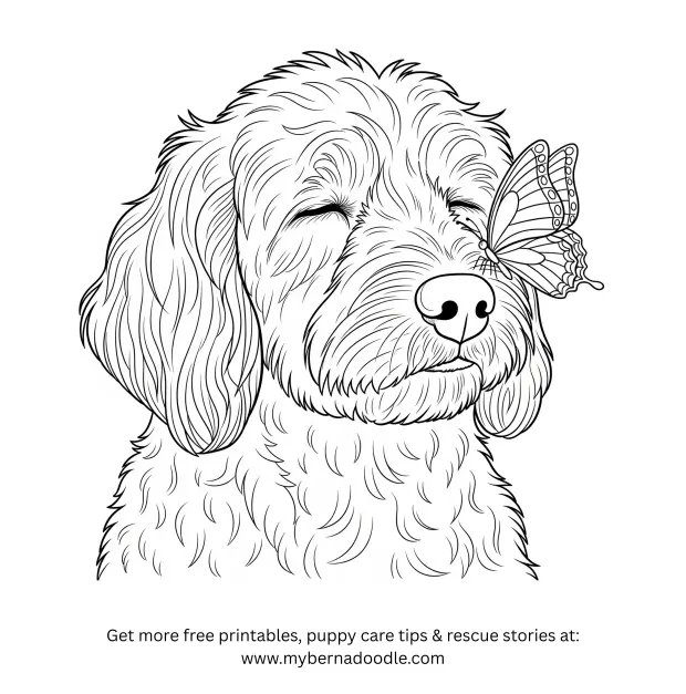 Goldendoodle Drawings12