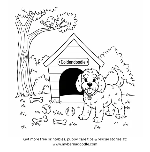 Goldendoodle Drawings 2