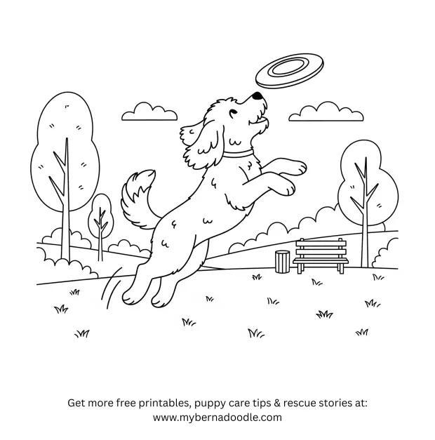 Goldendoodle Drawings5
