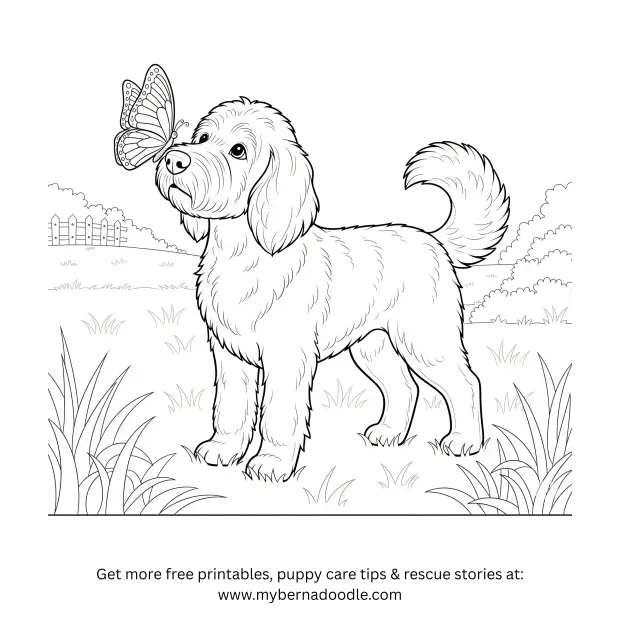 Goldendoodle Drawings4