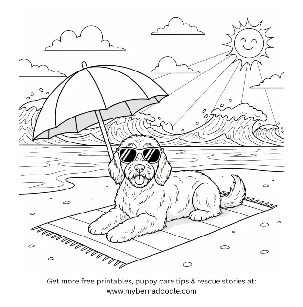 Goldendoodle Drawings6