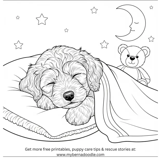 Goldendoodle Drawings7