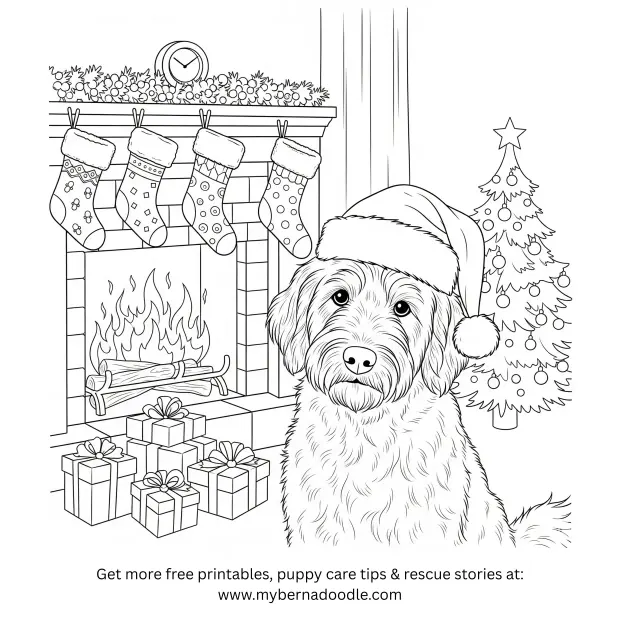 Goldendoodle Drawings8