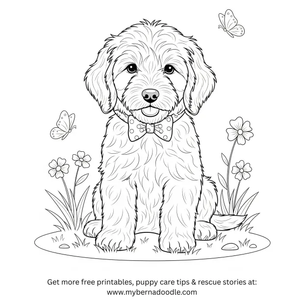 Goldendoodle Drawings 11