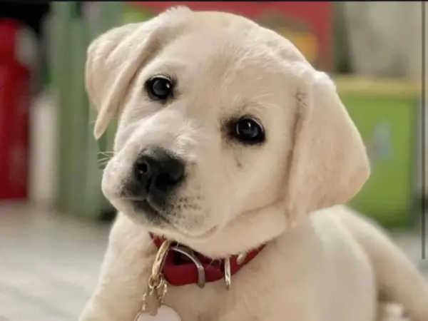 a cute Labrador Retriever puppy