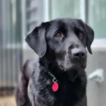 black Labrador Retriever dog