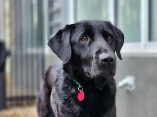 black Labrador Retriever dog
