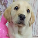 a cute Labrador Retriever pup