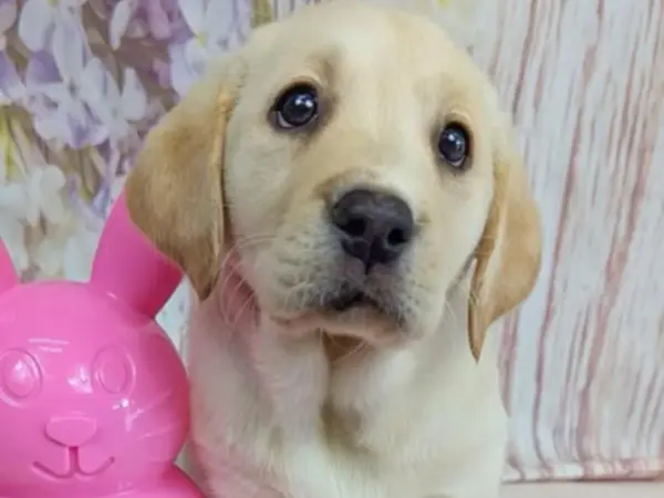 a cute Labrador Retriever pup