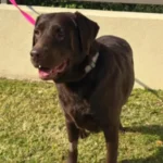 Labrador Retriever standing in a sunny day