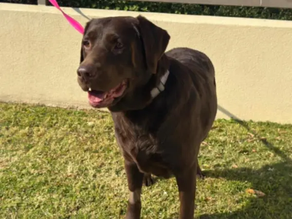 Labrador Retriever standing in a sunny day