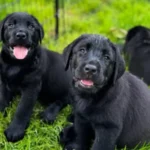Labrador Retrievers in a grassing land