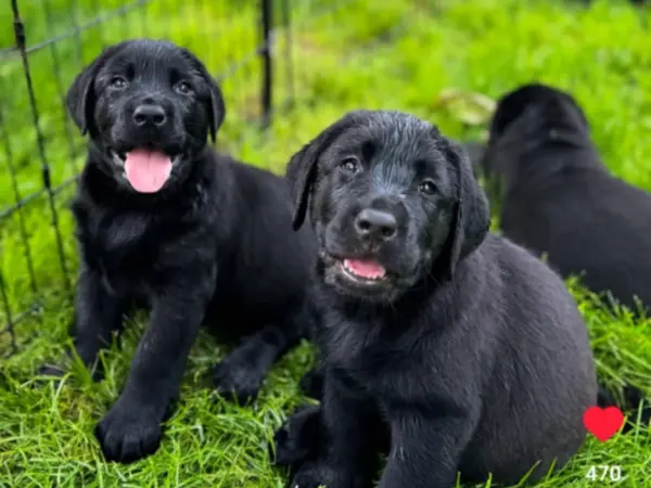 Labrador Retrievers in a grassing land
