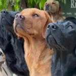 Labrador Retrievers looking at something at sky