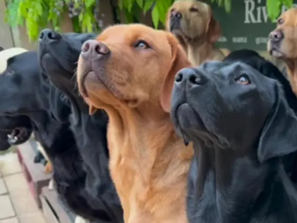 Labrador Retrievers looking at something at sky