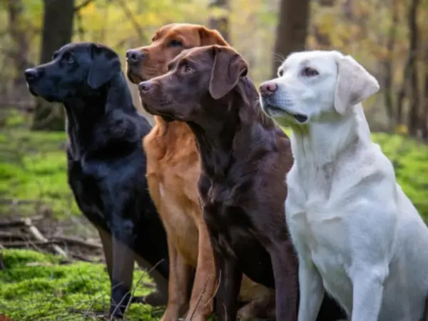 Black, white, light and dark brown Labrador Retrievers standing together