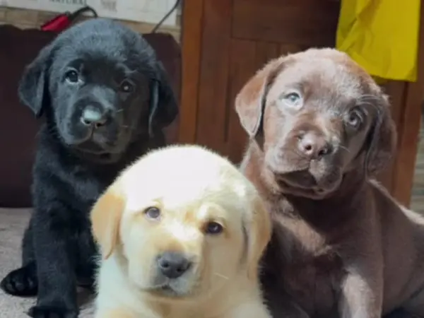 three white, brown and black Labrador Retriever in one picture