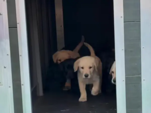 Labrador Retriever love activities
