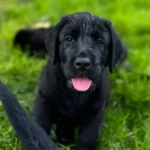 Labrador Retriever sitting peacefully