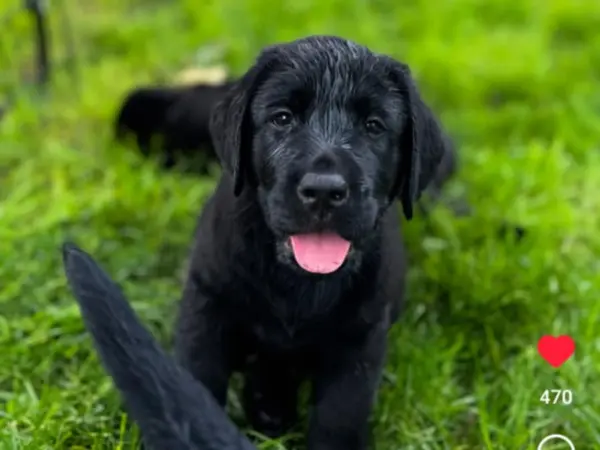 Labrador Retriever sitting peacefully