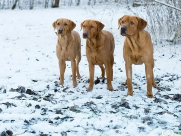three Labrador Retrievers standing in snow