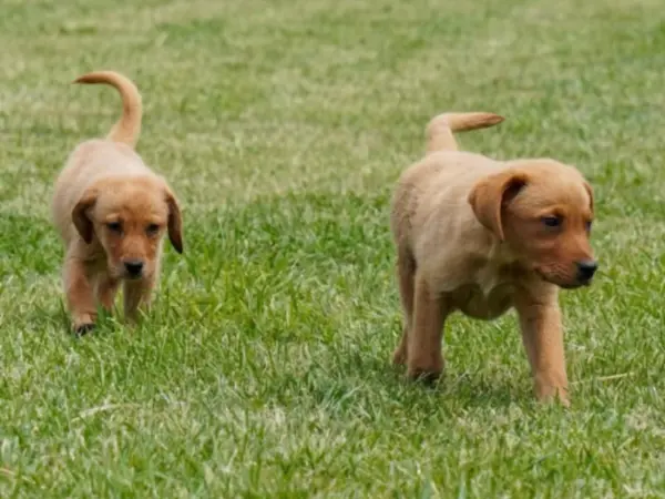 two Labrador Retriever pups walking in a lawn