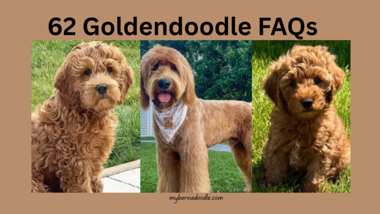 Goldendoodle FAQs: 62 Answers to Common Question