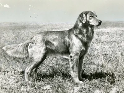 A historical picture of golden retriver