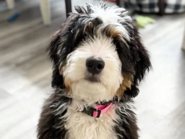 Bernedoodle dog