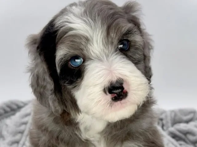 Bernedoodle Puppy