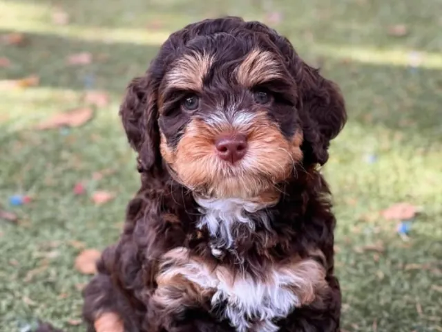 Bernedoodle Puppy in a park