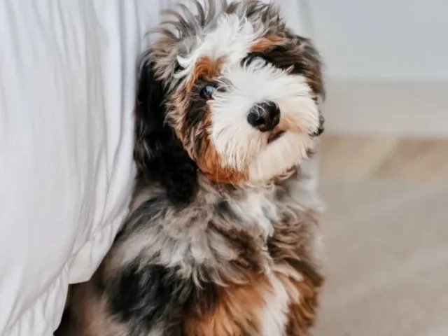 Bernedoodle Puppy looking at the camera