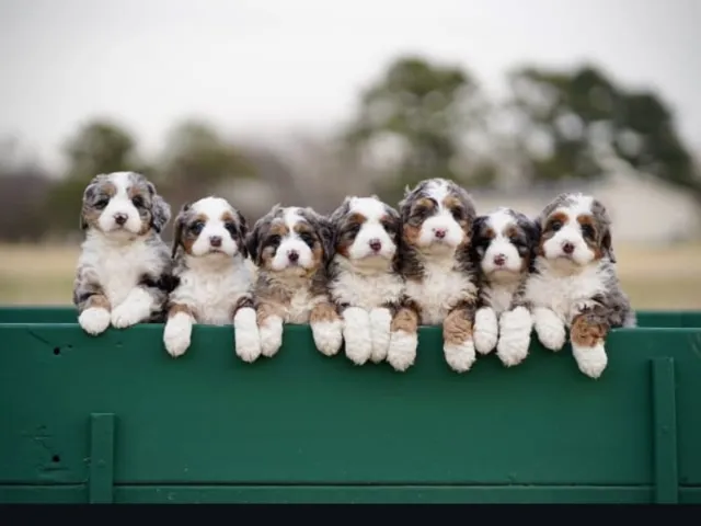 Bernedoodle Puppies as a feature image of the post