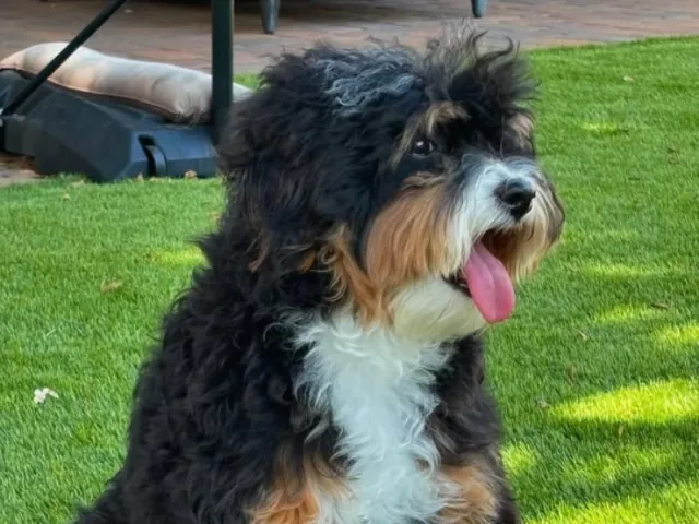 Bernedoodle dog in a park