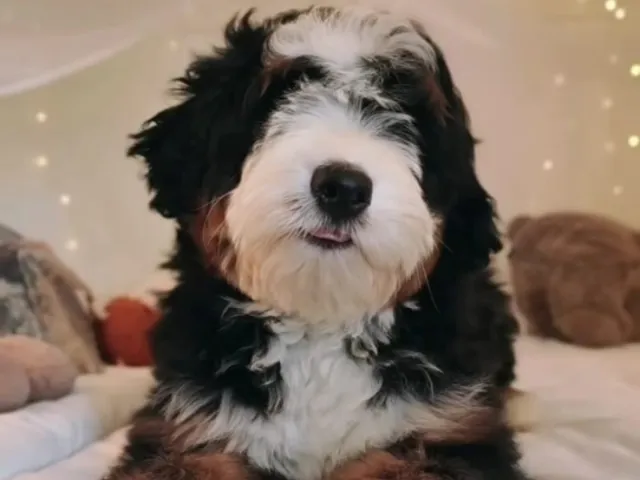 A mini bernedoodle puppy sitting in an apartment.
